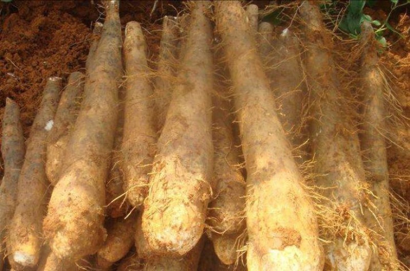 淮山药3~4厘米一级通货30~100厘米