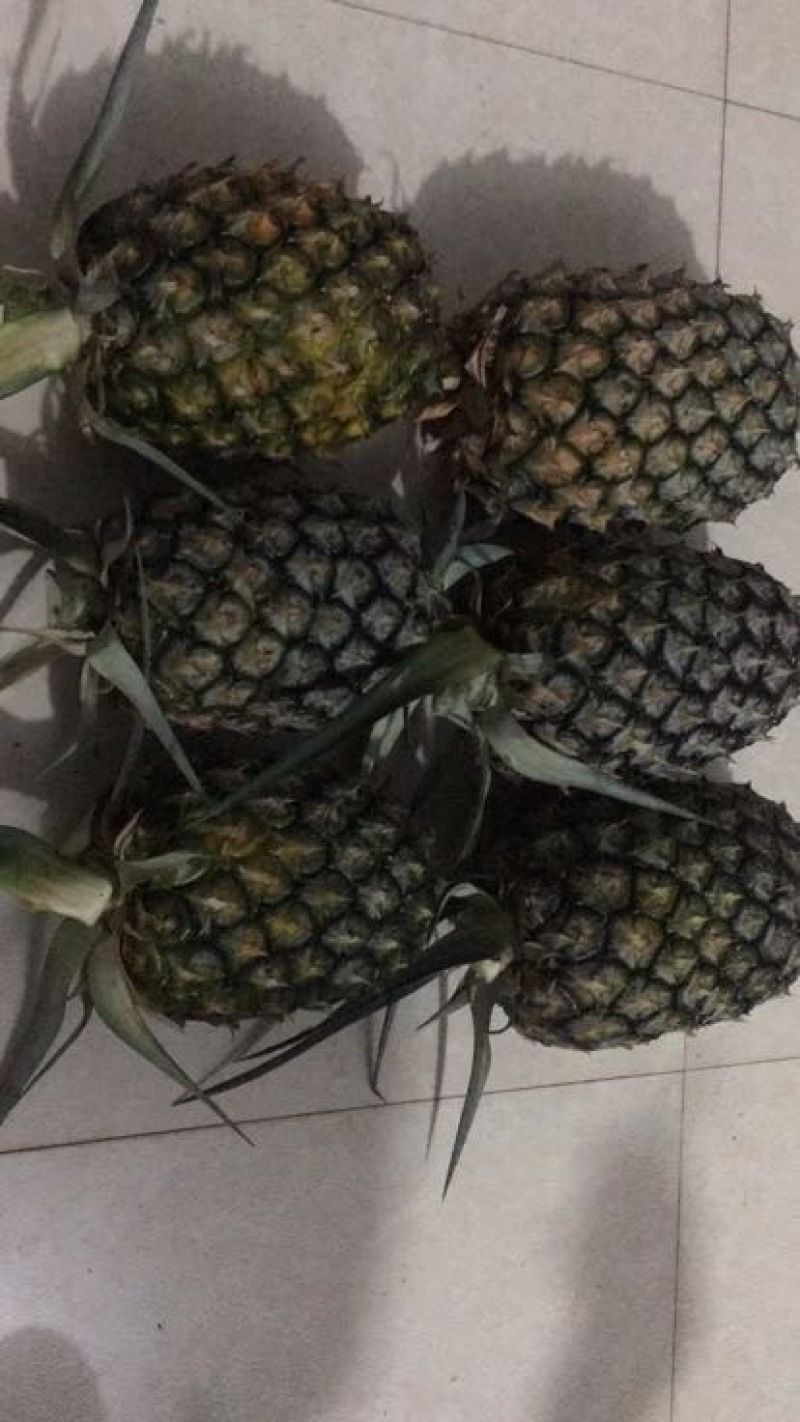 菠萝2~2.5斤