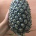 菠萝2~2.5斤