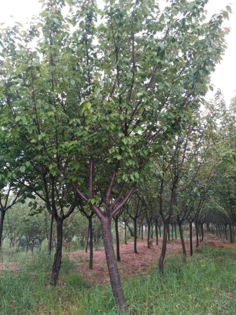 晚樱10~12cm