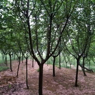 晚樱10~12cm