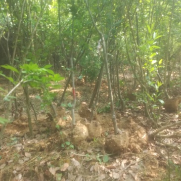 樱花树4cm以下庐江东都合作社
