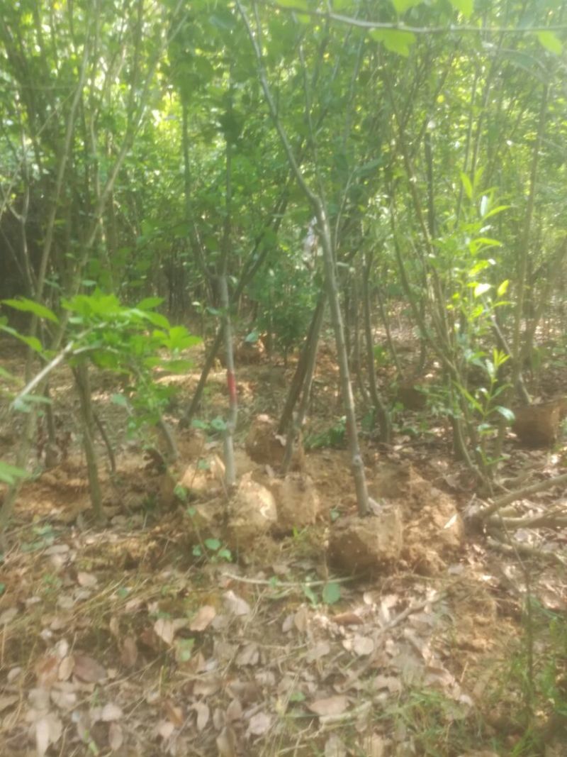 樱花树4cm以下庐江东都合作社