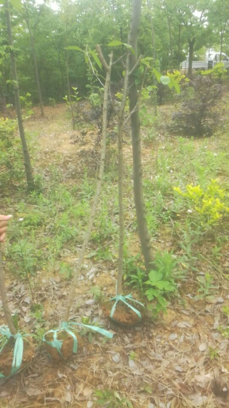 樱花树4cm以下庐江东都合作社