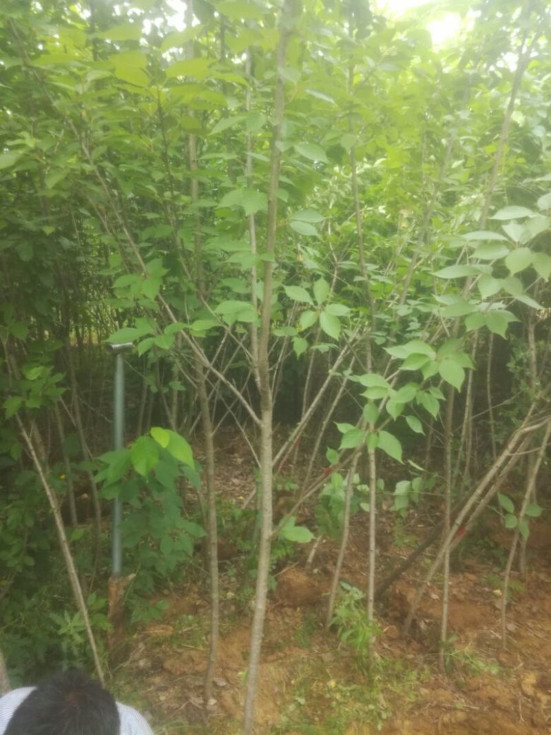 樱花树4cm以下庐江东都合作社