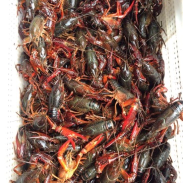 湖虾小龙虾主养6-8钱（30-40克）活虾