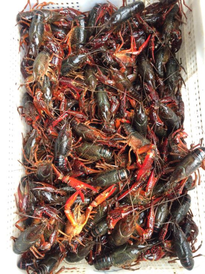 湖虾小龙虾主养6-8钱（30-40克）活虾