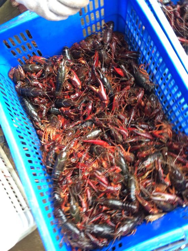 湖虾小龙虾主养6-8钱（30-40克）活虾