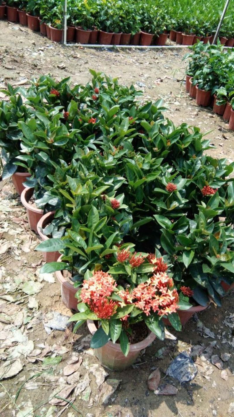 龙船花