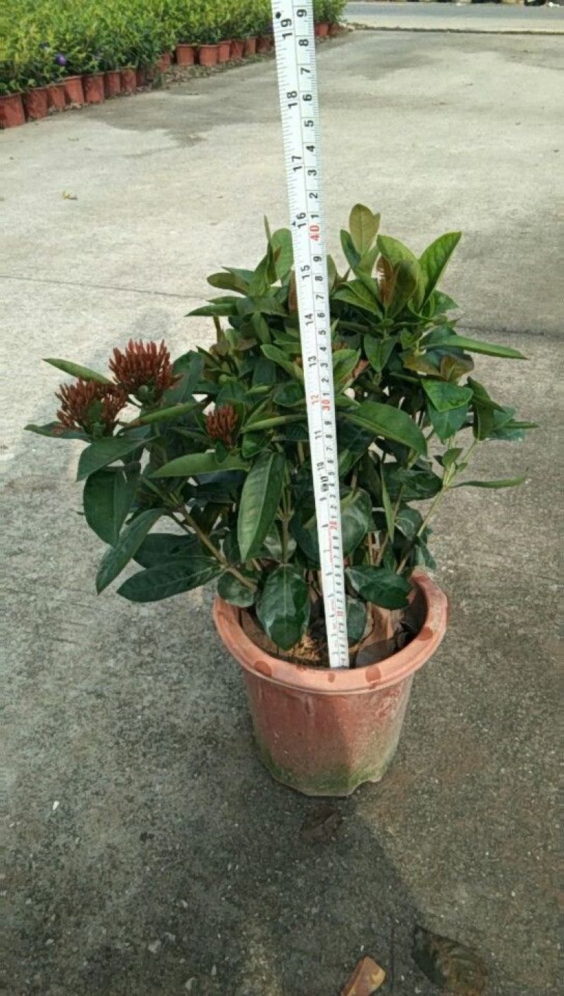 龙船花