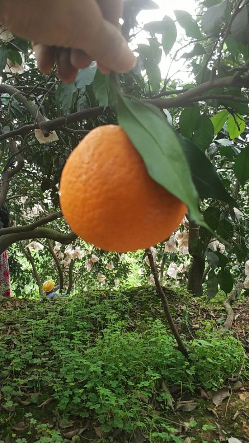 青见柑橘一件代发