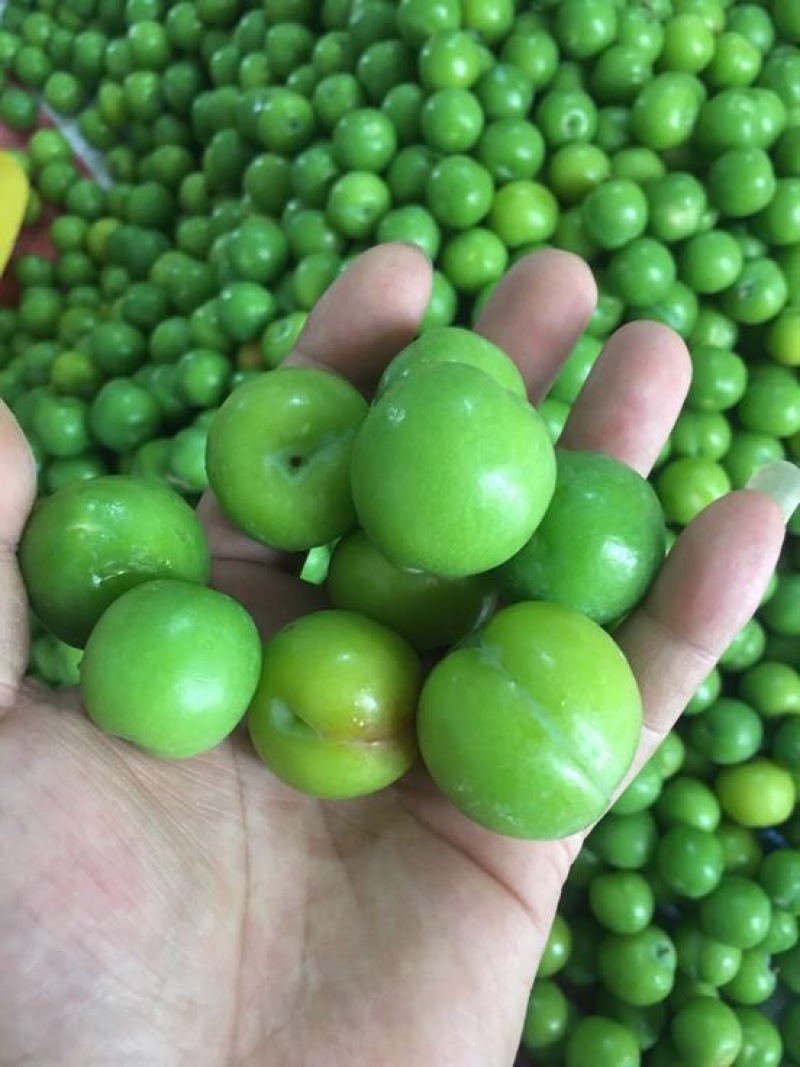 脆红李子10~15mm