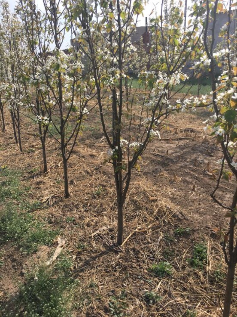梨树8~10cm1.5~2米