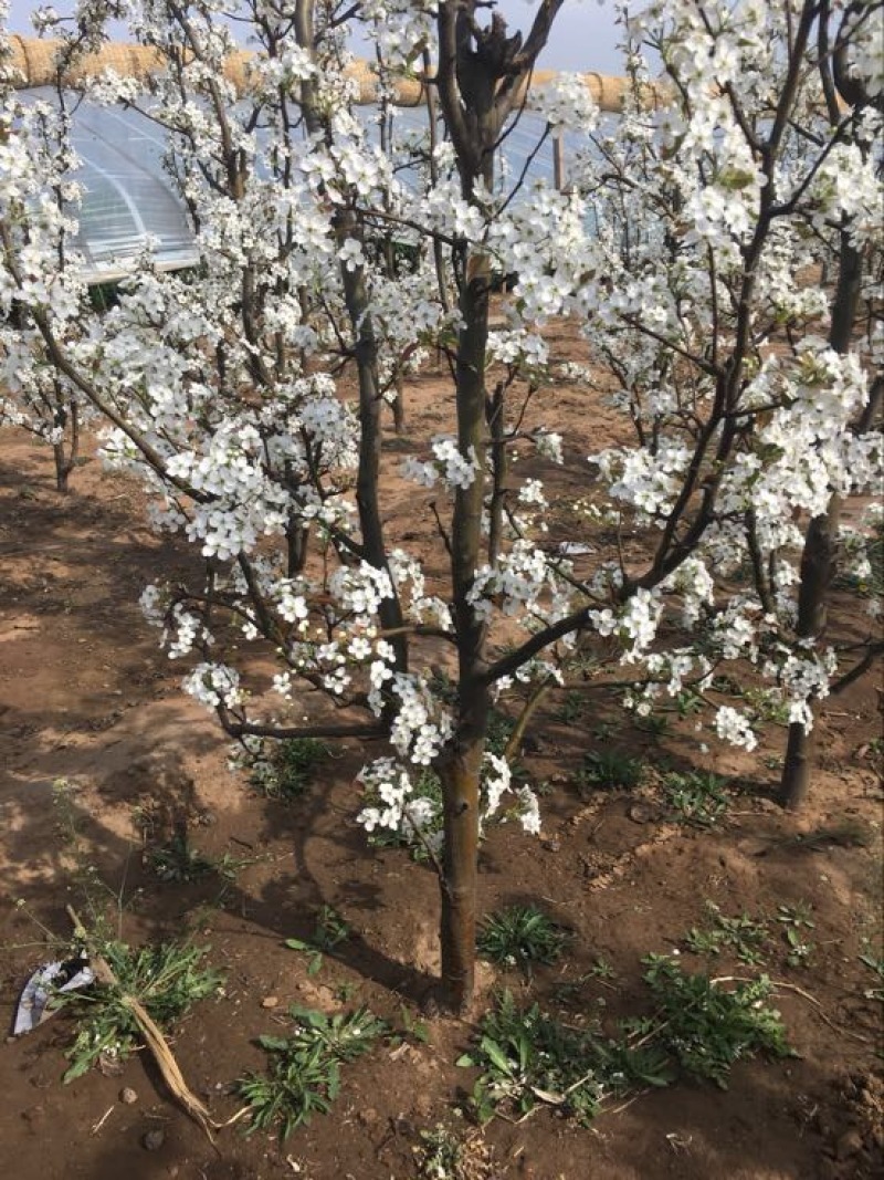 梨树8~10cm1.5~2米