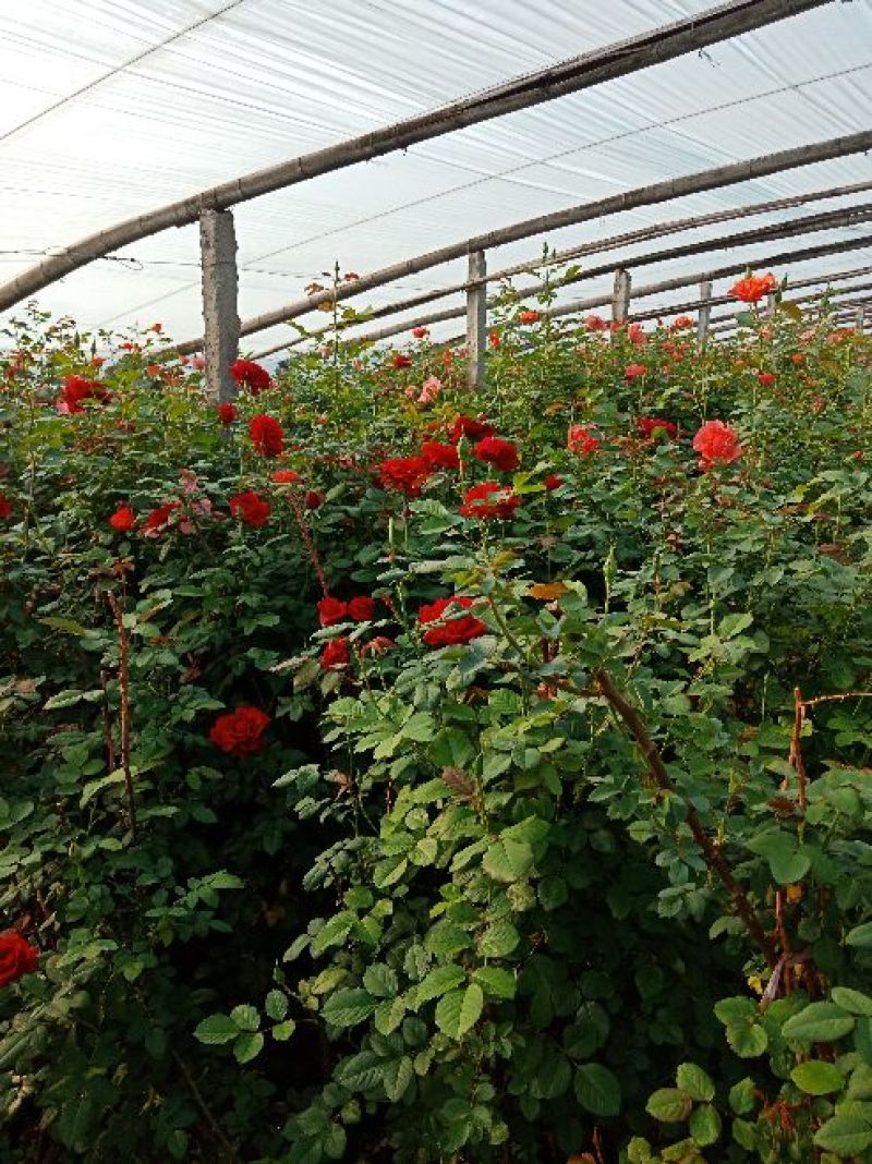 大花月季30高保证质量基地直供保质保量全国发货