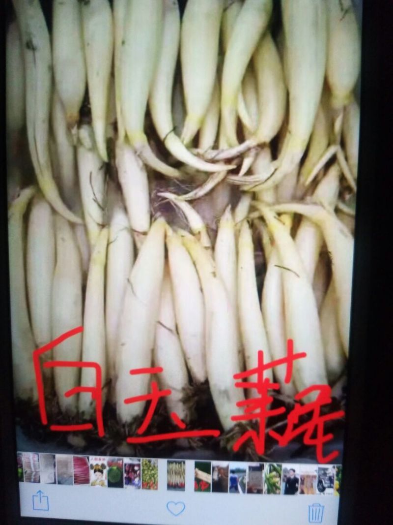 白莲藕生吃水果白玉藕