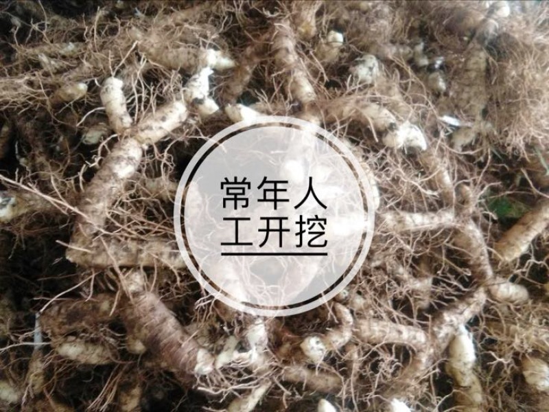 《畅销》广东玉竹条不含农药基地直发对接全国欢迎下单