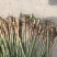 芦苇苗