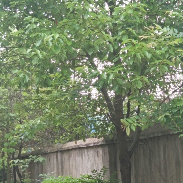 樟树261~300cm