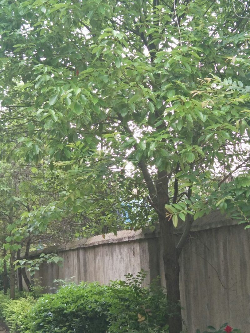 樟树261~300cm