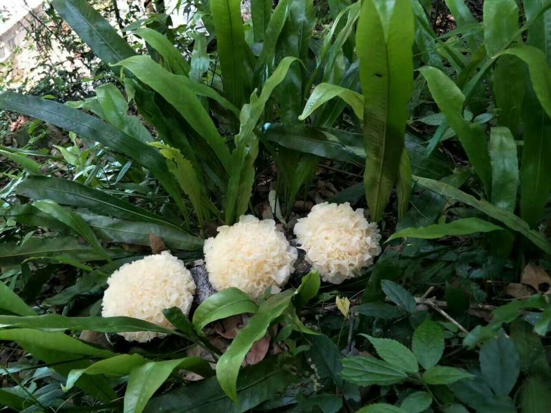 新鲜银耳，高山种植，山泉水灌溉，食用菌鲜货，大量批发供应