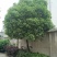 樟树261~300cm