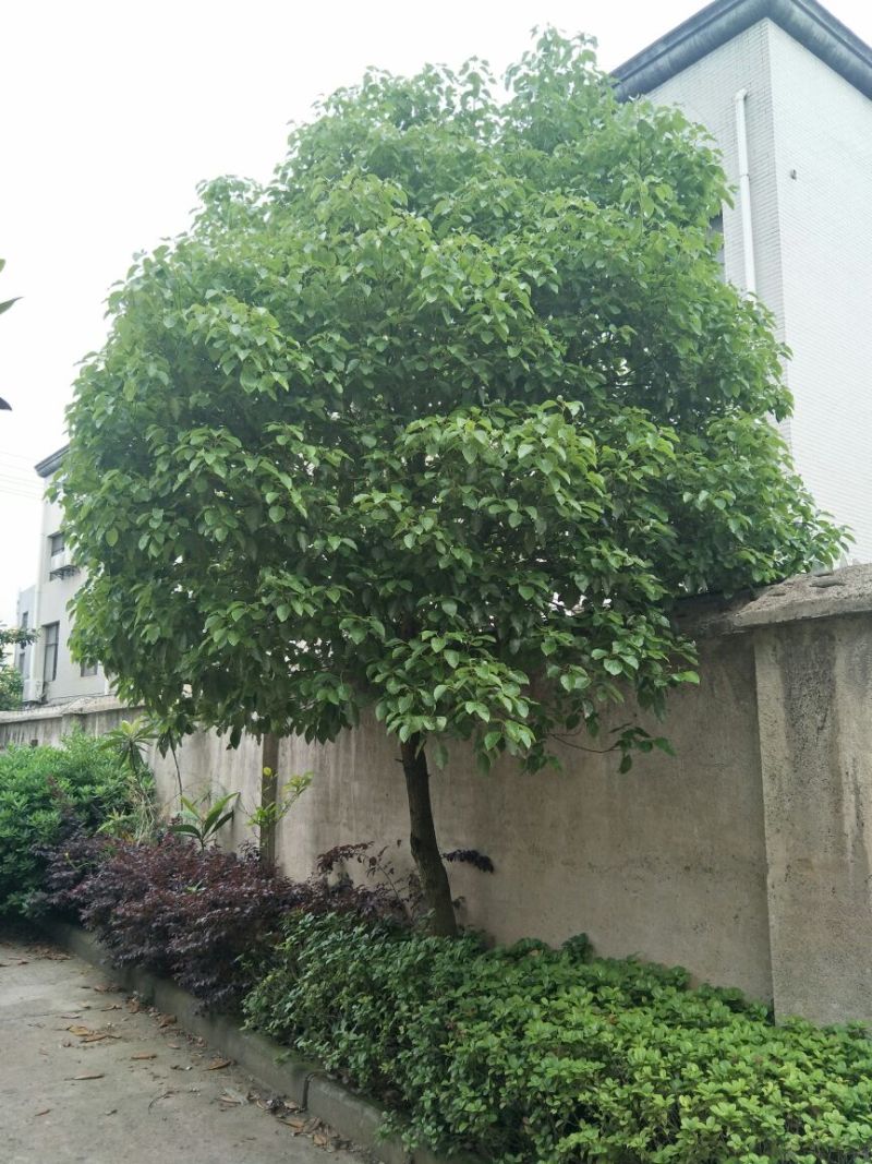 樟树261~300cm
