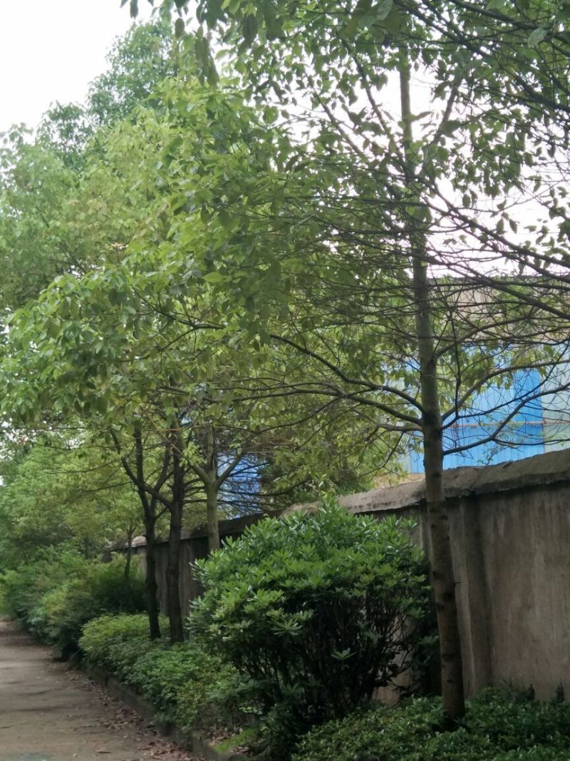 樟树261~300cm