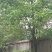 樟树261~300cm