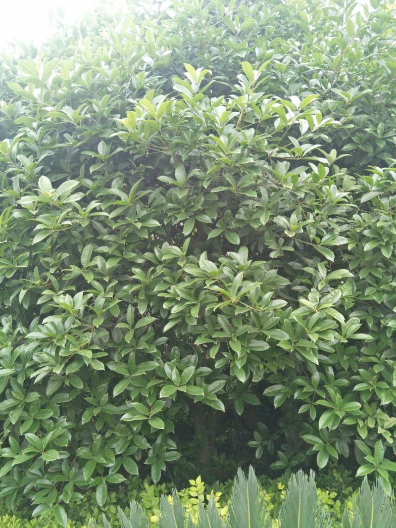 樟树261~300cm