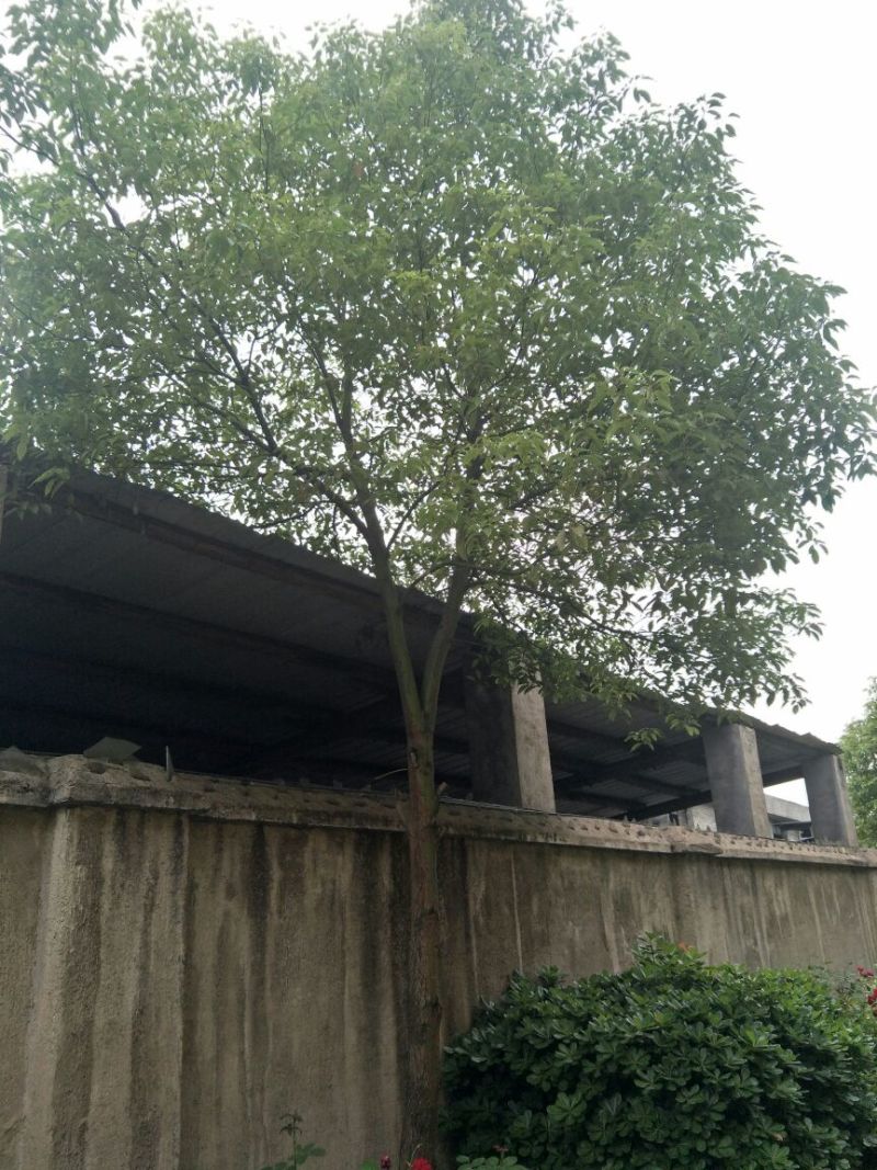 樟树261~300cm