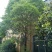 樟树261~300cm