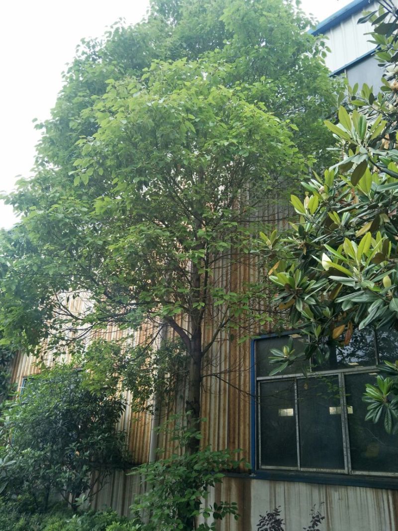 樟树261~300cm