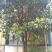 樟树261~300cm