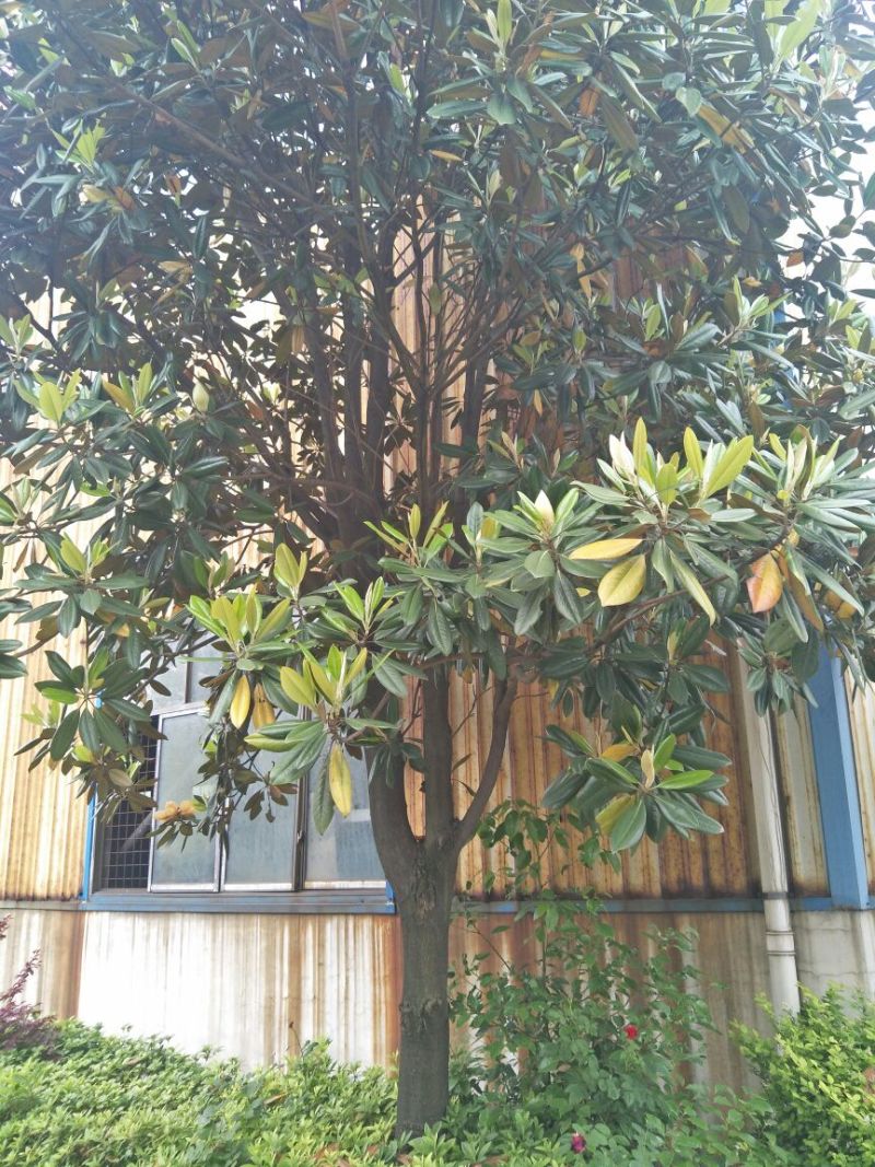 樟树261~300cm