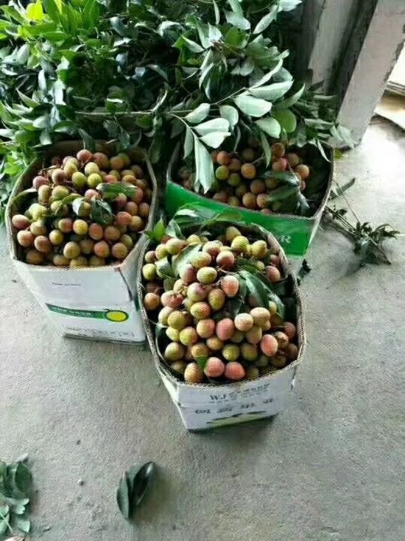 三月红荔枝1.5cm以下