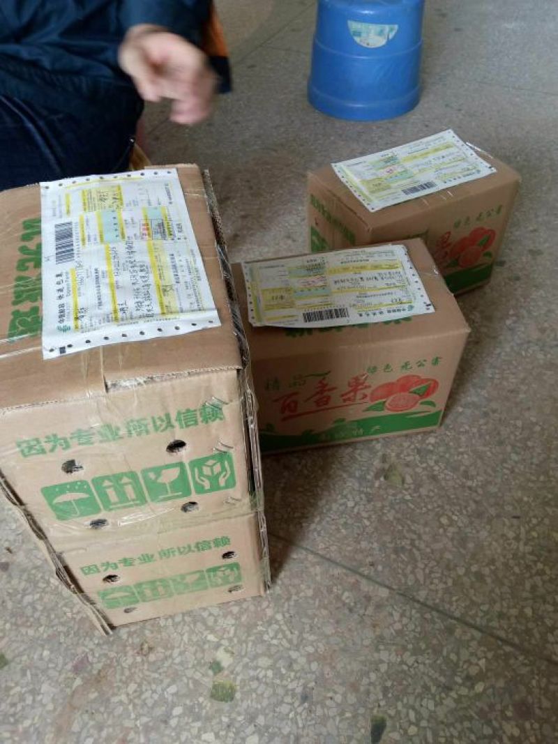 紫香一号紫果40~50g