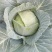 新野扁包菜万亩基地奥奇娜2~3公斤精品