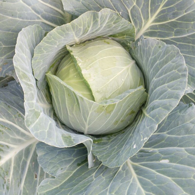新野扁包菜万亩基地奥奇娜2~3公斤精品