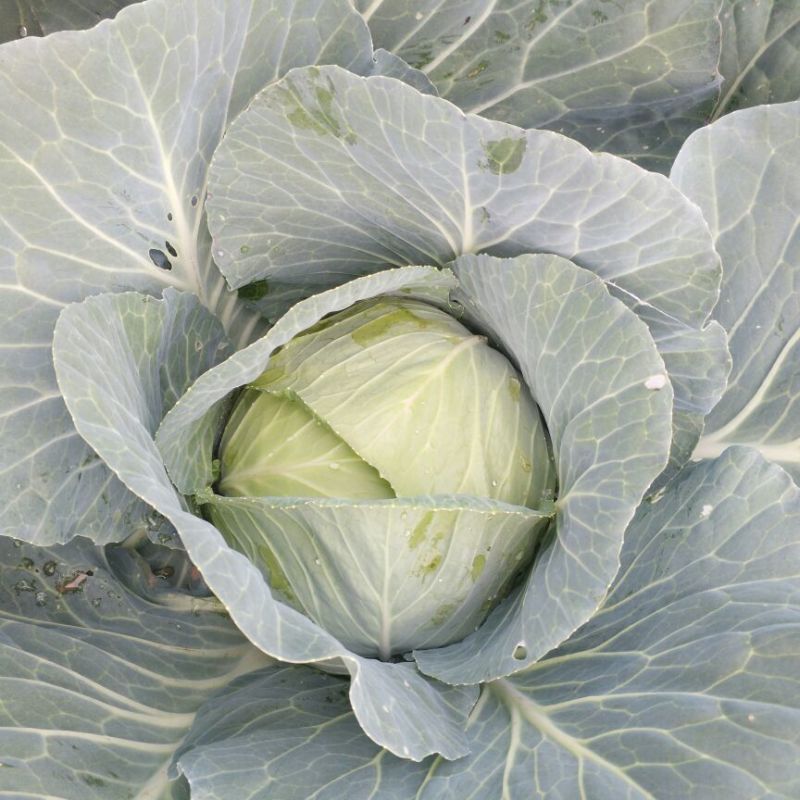 新野扁包菜万亩基地奥奇娜2~3公斤精品