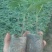 木瓜树10~20cm