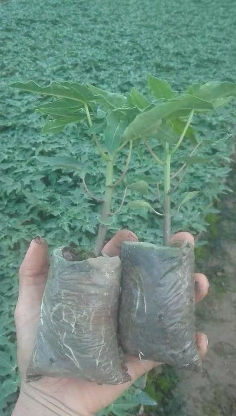 木瓜树10~20cm