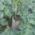 木瓜树10~20cm