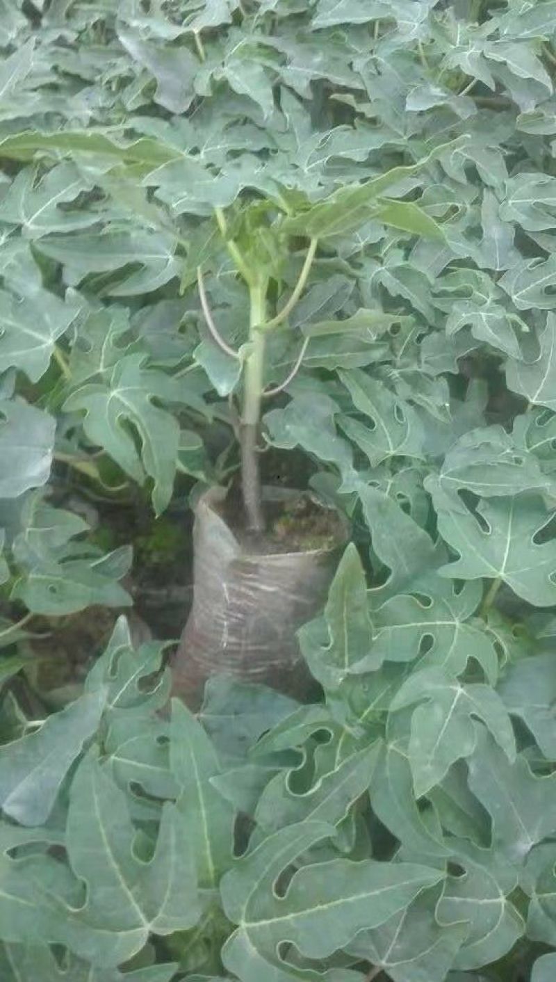 木瓜树10~20cm
