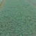 木瓜树10~20cm