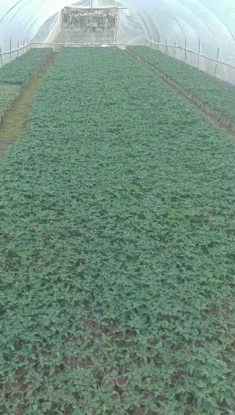 木瓜树10~20cm