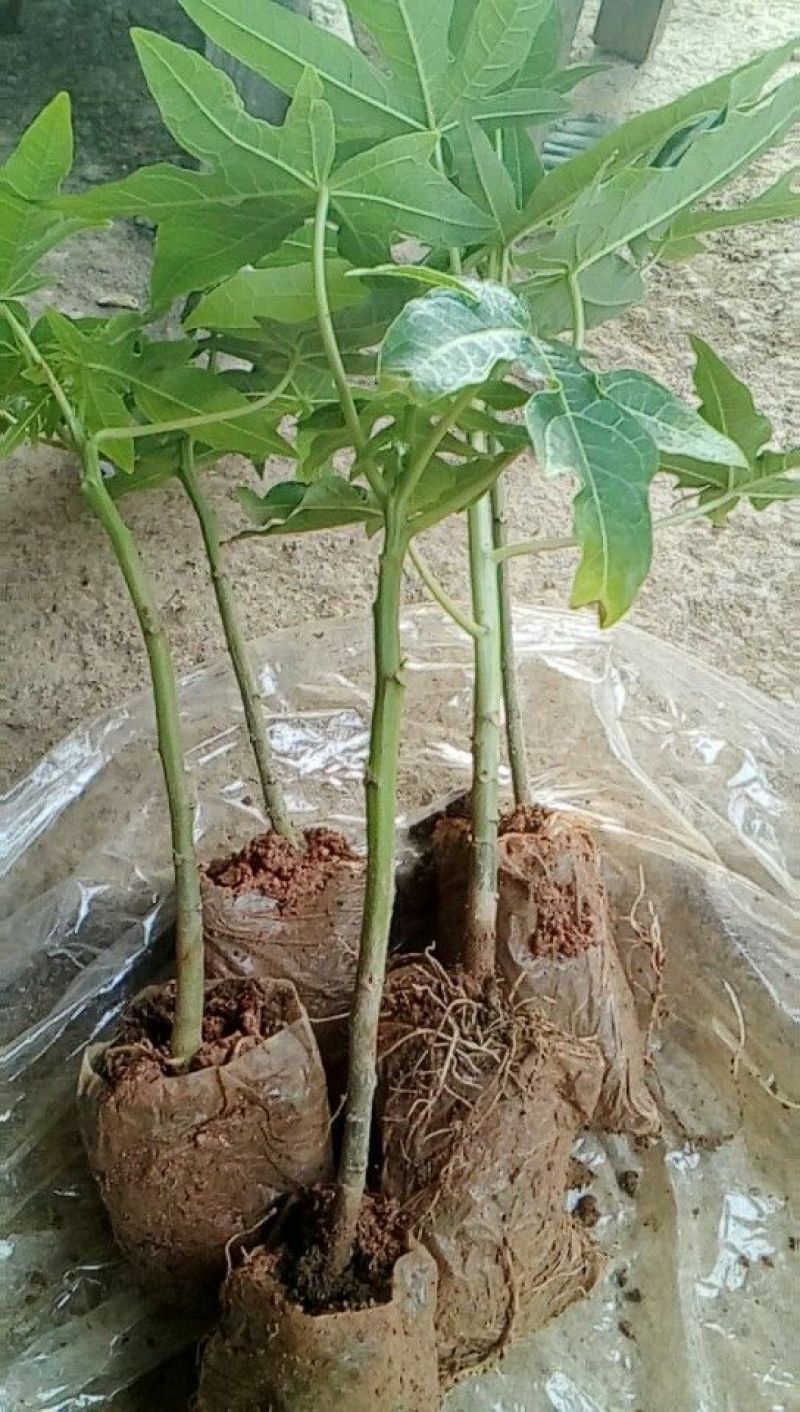 木瓜树10~20cm