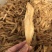 花胶陈年老金龙胶