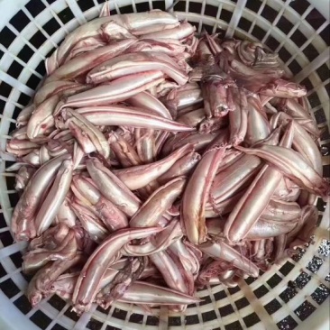 花胶陈年老金龙胶