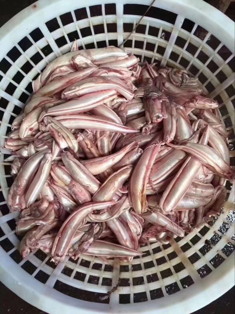 花胶陈年老金龙胶